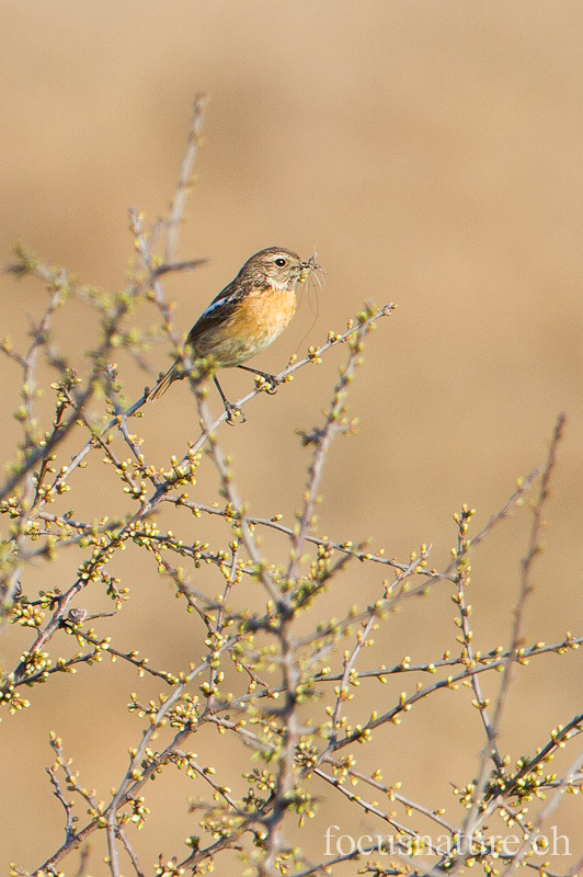 Tarier patre 2613.jpg - Tarier pâtreSaxicola rubicolaEuropean Stonechat (Genève, Suisse, mars 2012)